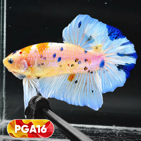 King Giant Plakat Male Betta Fish | You Pick Fish | High Grade