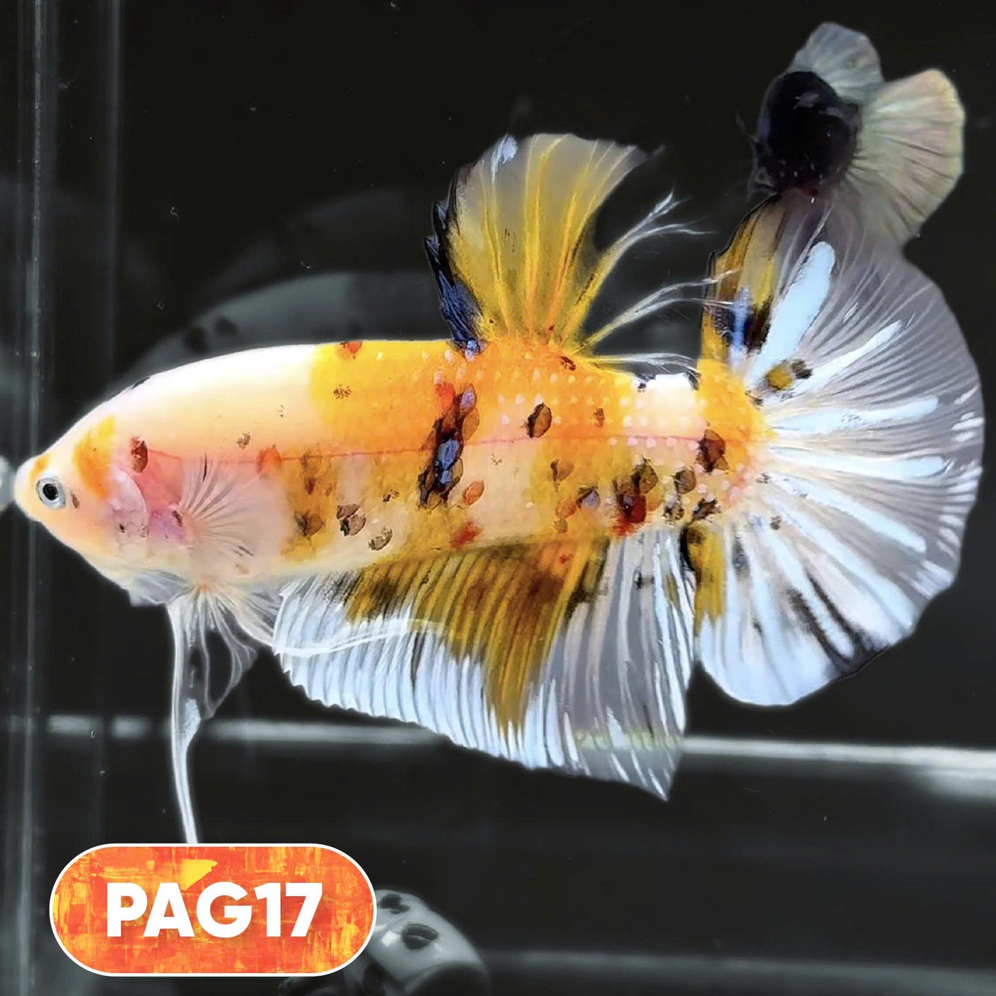 King Giant Plakat Male Betta Fish | You Pick Fish | High Grade