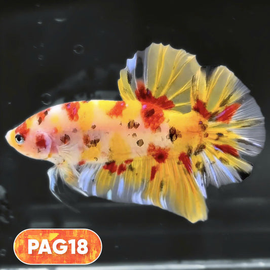 King Giant Plakat Male Betta Fish | You Pick Fish | High Grade