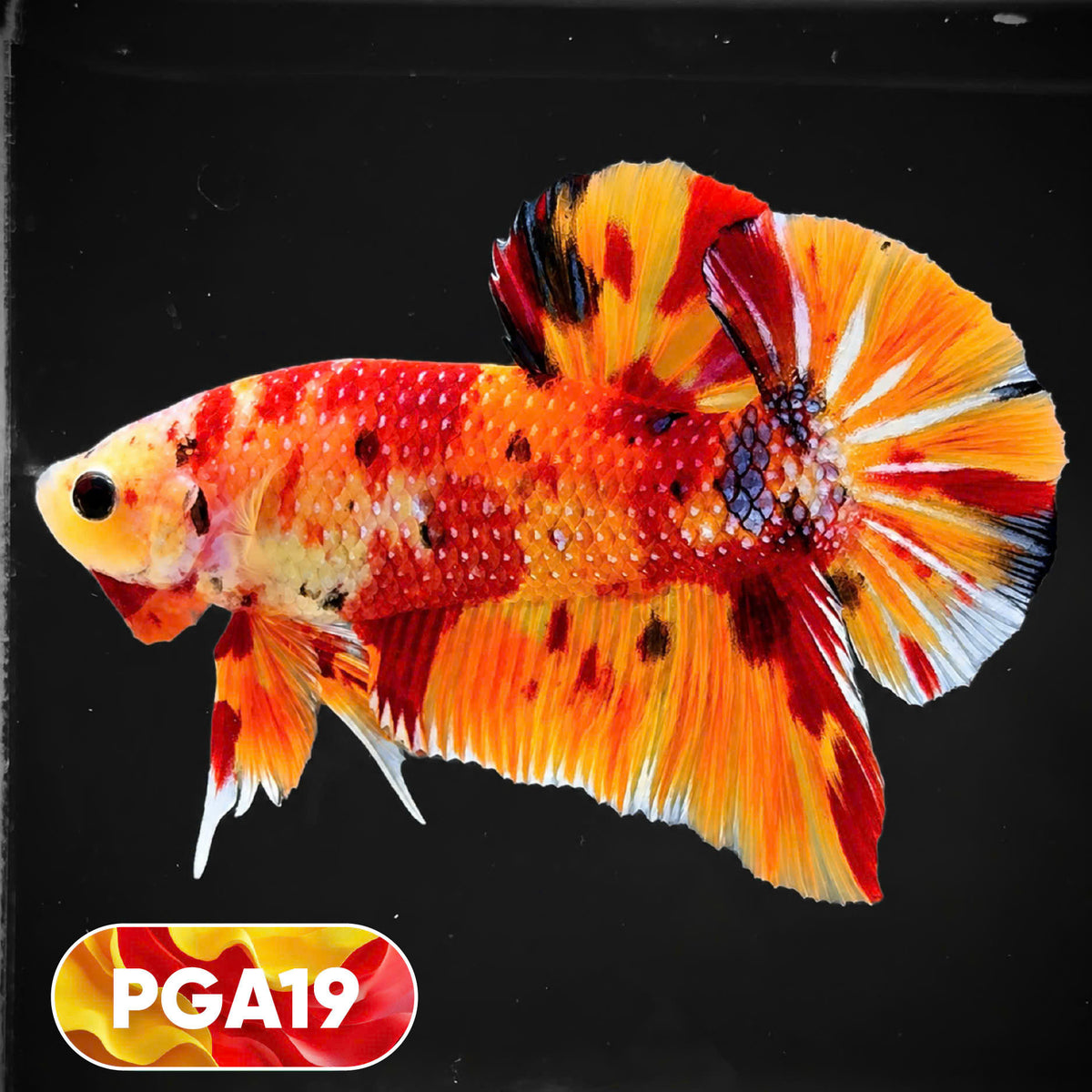 King Giant Plakat Male Betta Fish | You Pick Fish | High Grade