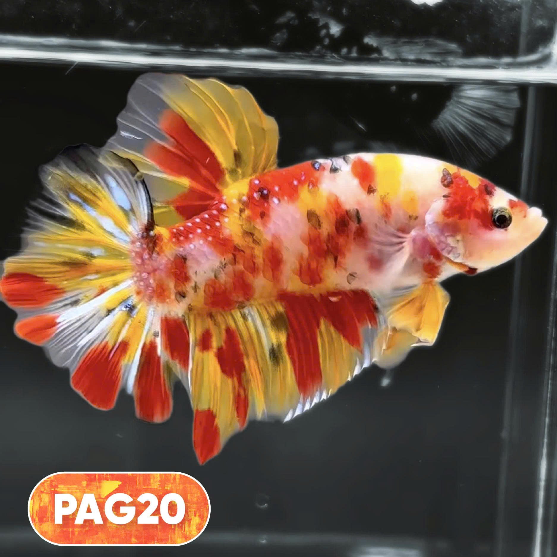 King Giant Plakat Male Betta Fish | You Pick Fish | High Grade