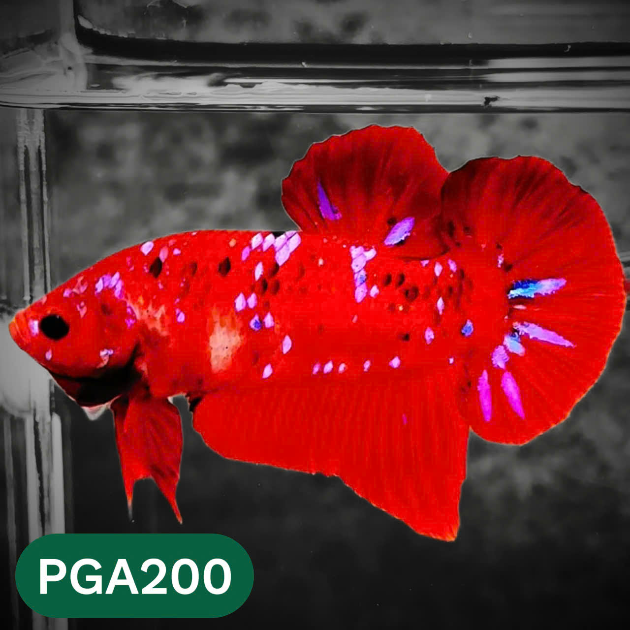 King Giant Plakat Male Betta Fish | You Pick Fish | High Grade