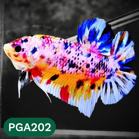 King Giant Plakat Male Betta Fish | You Pick Fish | High Grade