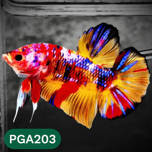 King Giant Plakat Male Betta Fish | You Pick Fish | High Grade