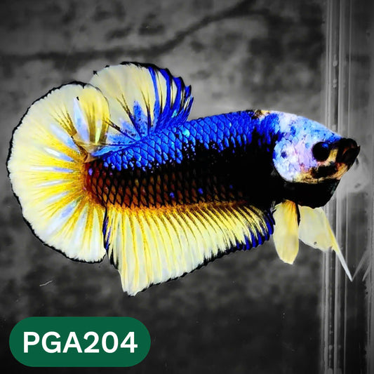 King Giant Plakat Male Betta Fish | You Pick Fish | High Grade