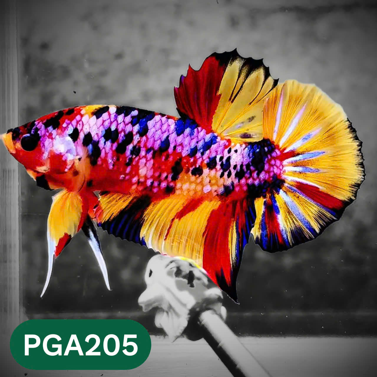 King Giant Plakat Male Betta Fish | You Pick Fish | High Grade