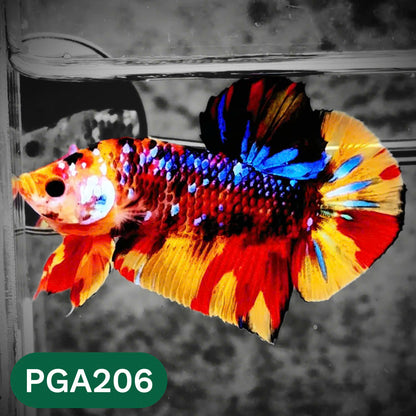King Giant Plakat Male Betta Fish | You Pick Fish | High Grade