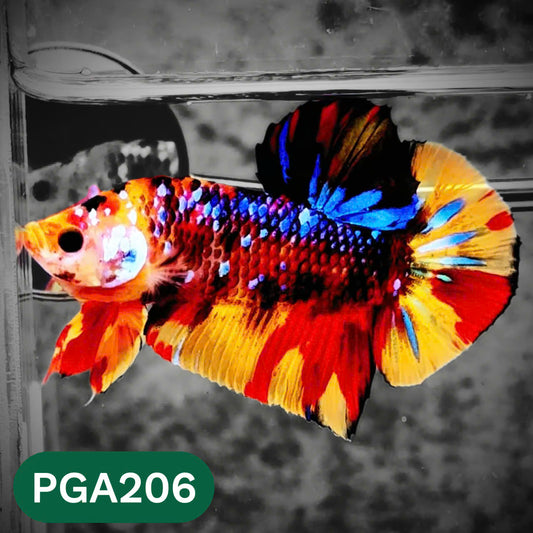King Giant Plakat Male Betta Fish | You Pick Fish | High Grade