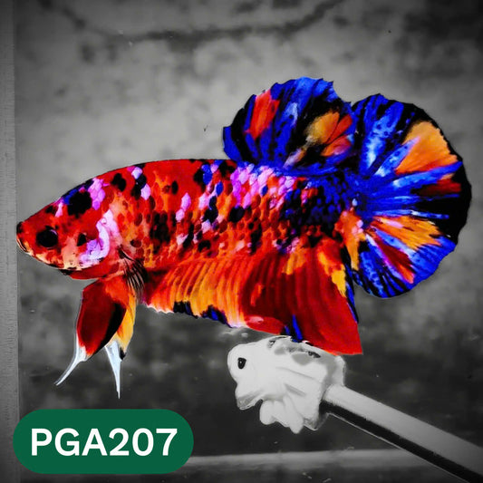 King Giant Plakat Male Betta Fish | You Pick Fish | High Grade
