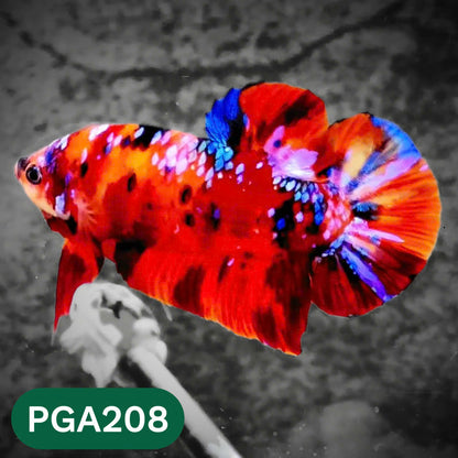 King Giant Plakat Male Betta Fish | You Pick Fish | High Grade