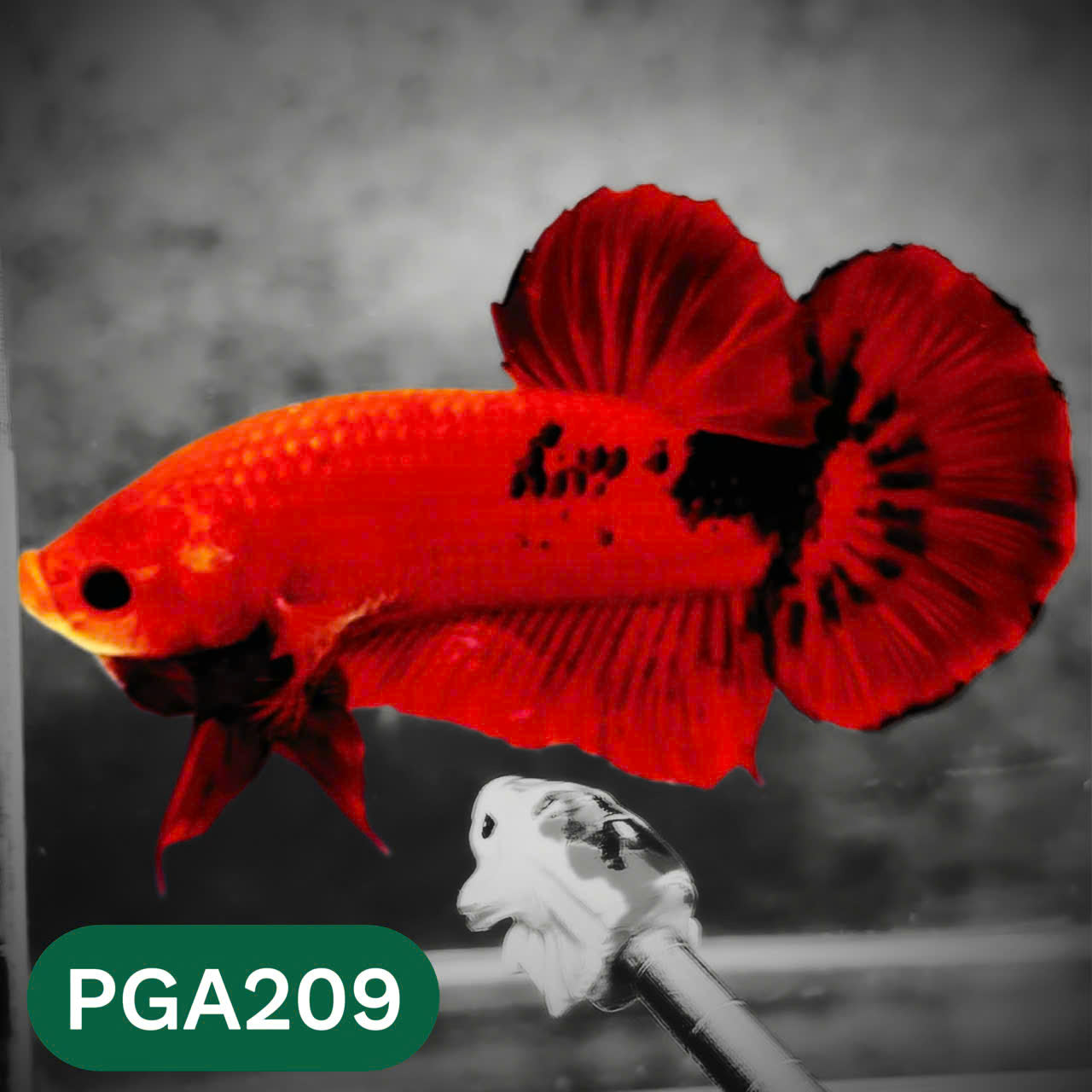 King Giant Plakat Male Betta Fish | You Pick Fish | High Grade