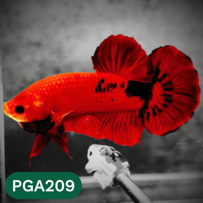 King Giant Plakat Male Betta Fish | You Pick Fish | High Grade