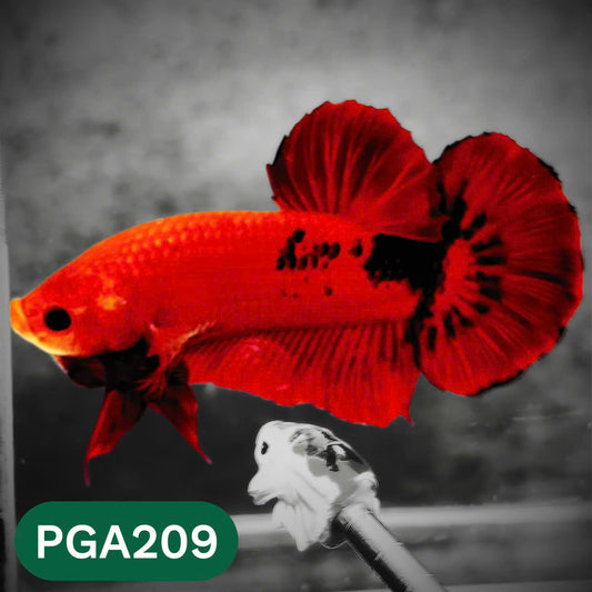 King Giant Plakat Male Betta Fish | You Pick Fish | High Grade