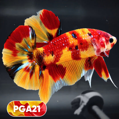 King Giant Plakat Male Betta Fish | You Pick Fish | High Grade
