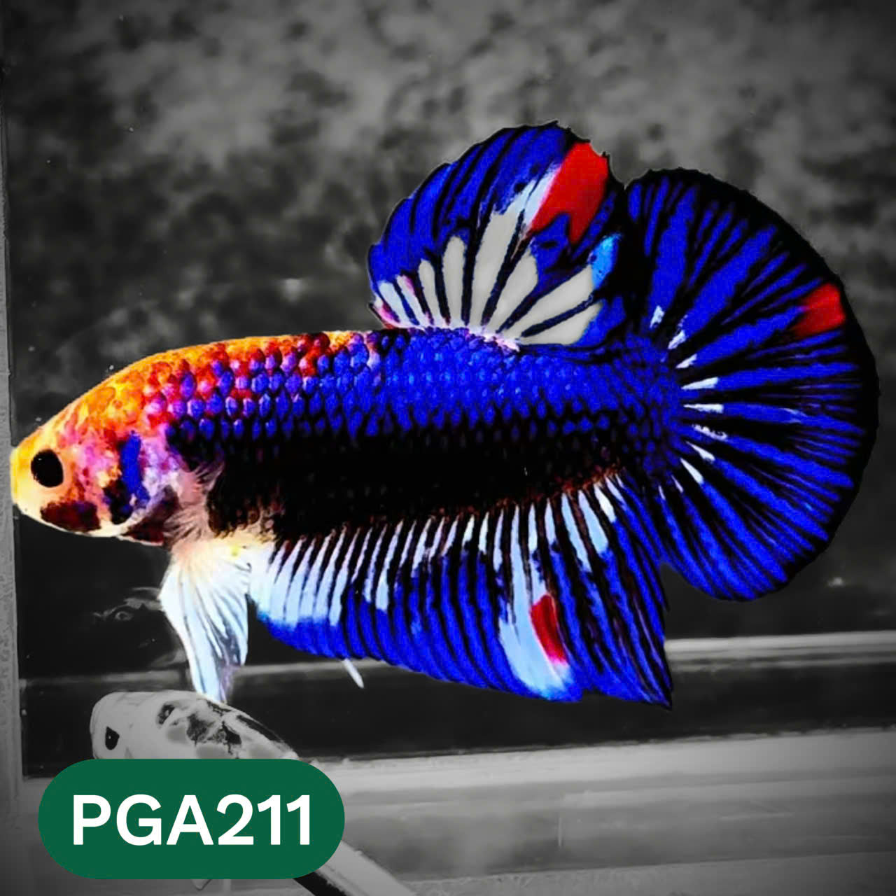 King Giant Plakat Male Betta Fish | You Pick Fish | High Grade