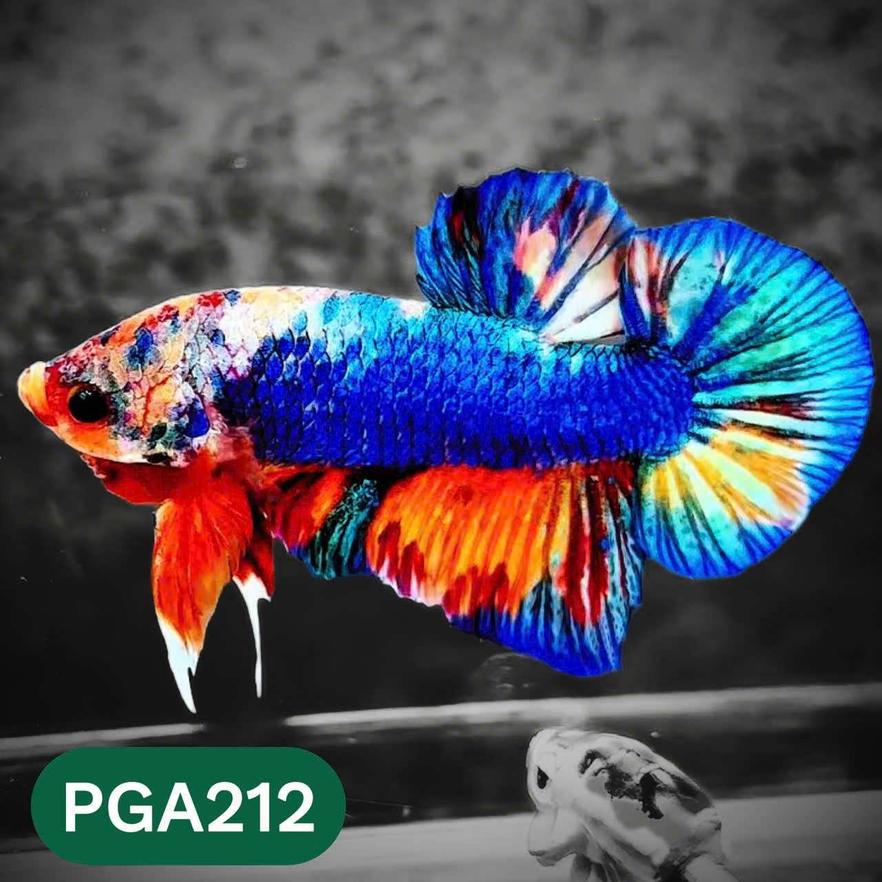 King Giant Plakat Male Betta Fish | You Pick Fish | High Grade