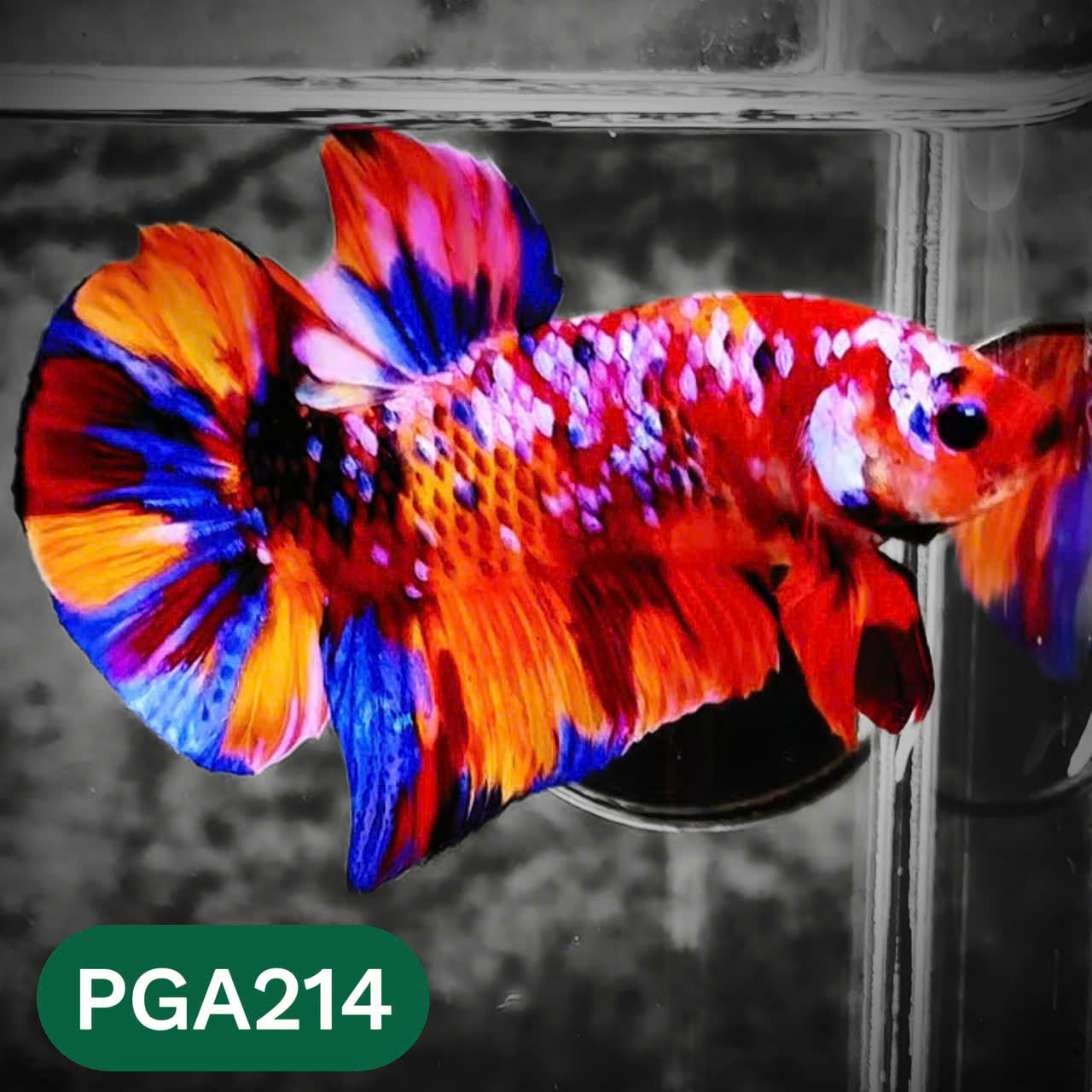 King Giant Plakat Male Betta Fish | You Pick Fish | High Grade