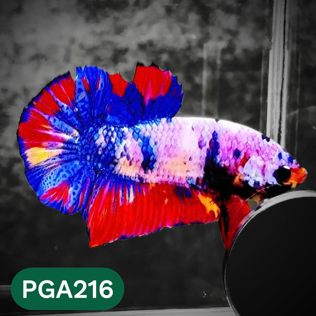King Giant Plakat Male Betta Fish | You Pick Fish | High Grade