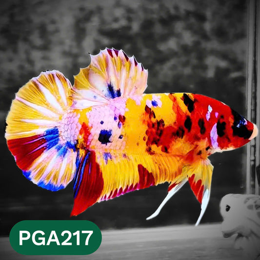 King Giant Plakat Male Betta Fish | You Pick Fish | High Grade