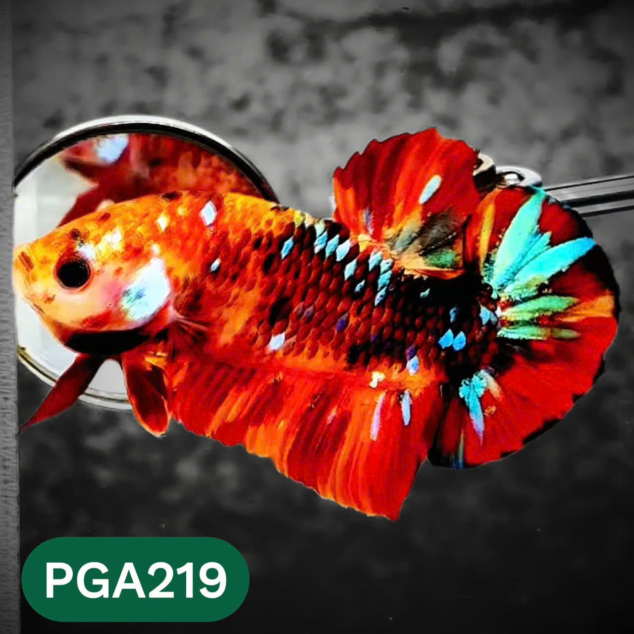 King Giant Plakat Male Betta Fish | You Pick Fish | High Grade
