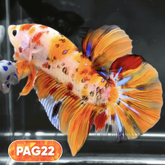 King Giant Plakat Male Betta Fish | You Pick Fish | High Grade