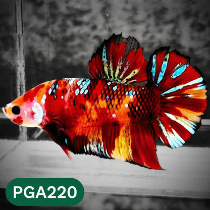 King Giant Plakat Male Betta Fish | You Pick Fish | High Grade