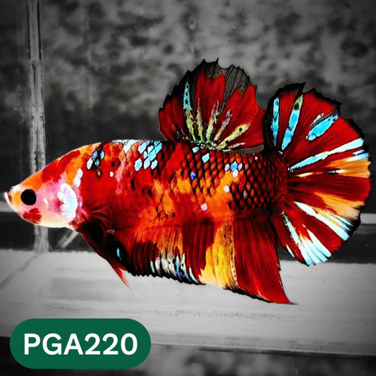 King Giant Plakat Male Betta Fish | You Pick Fish | High Grade