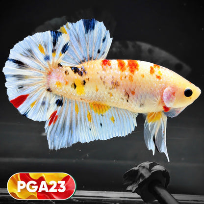 King Giant Plakat Male Betta Fish | You Pick Fish | High Grade