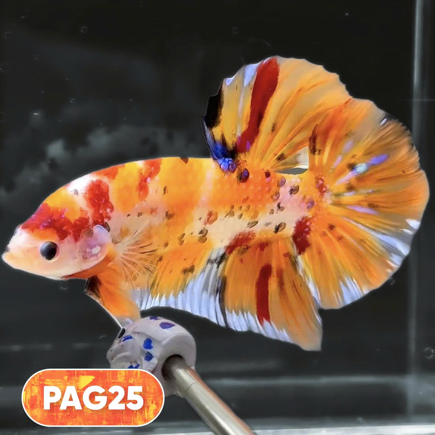 King Giant Plakat Male Betta Fish | You Pick Fish | High Grade