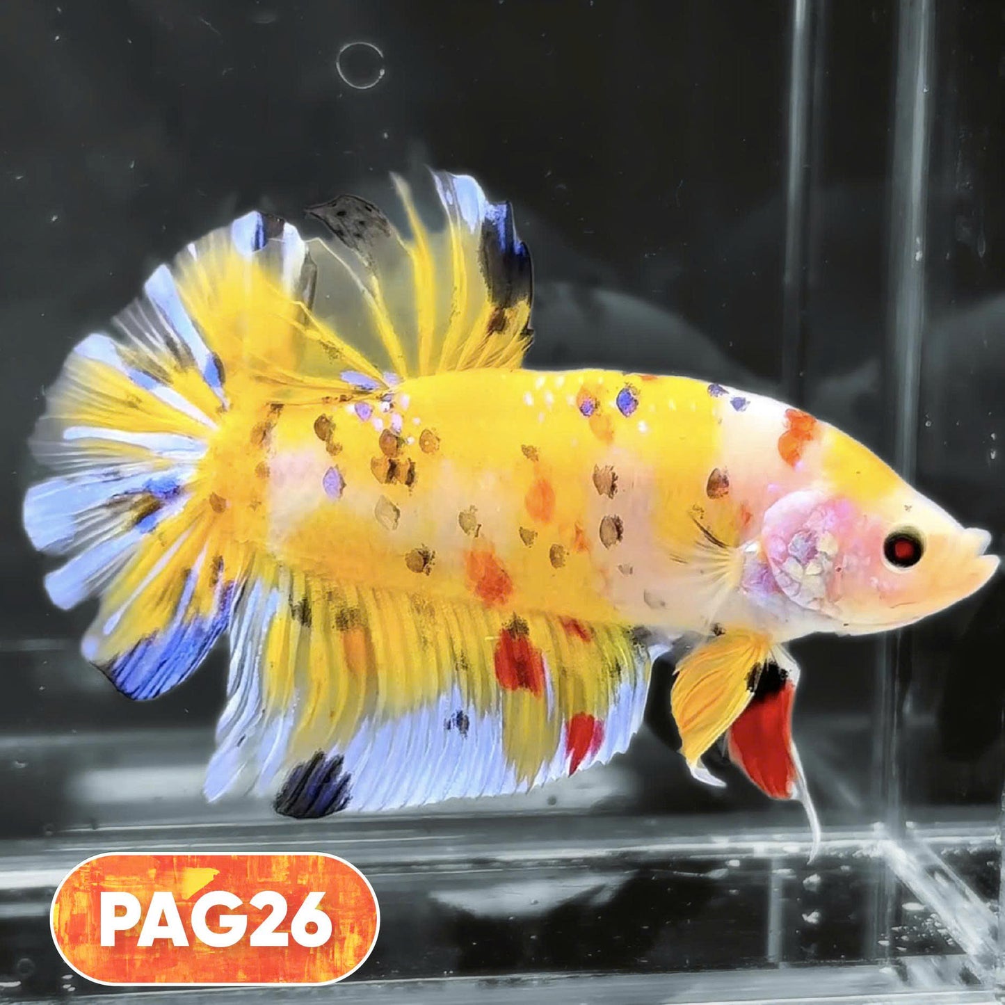 King Giant Plakat Male Betta Fish | You Pick Fish | High Grade