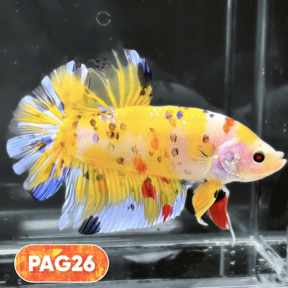 King Giant Plakat Male Betta Fish | You Pick Fish | High Grade