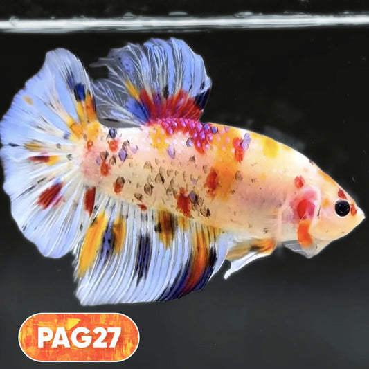 King Giant Plakat Male Betta Fish | You Pick Fish | High Grade