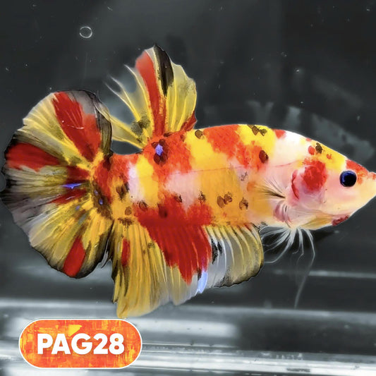 King Giant Plakat Male Betta Fish | You Pick Fish | High Grade