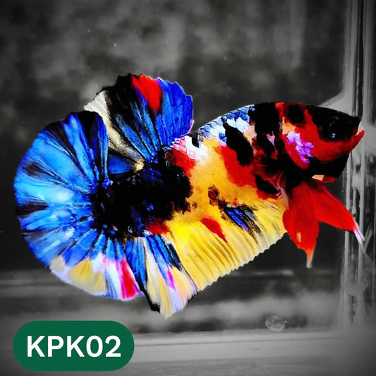 Multicolor Plakat Male Betta Fish |Show Grade|  You Pick Fish