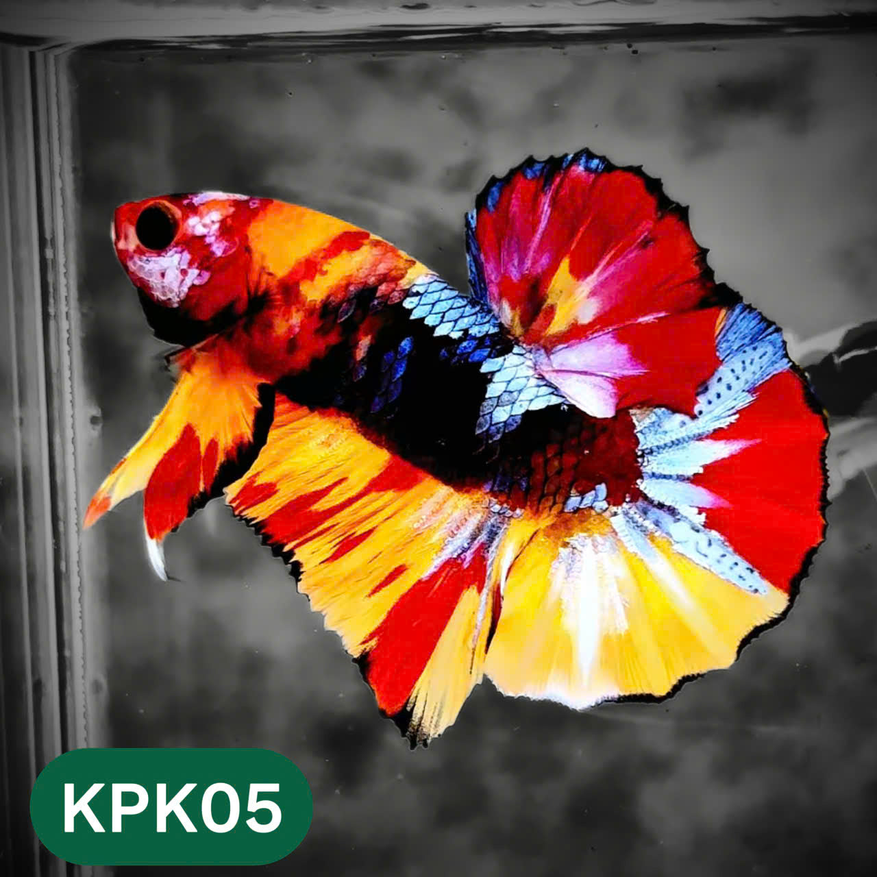 Multicolor Plakat Male Betta Fish |Show Grade|  You Pick Fish