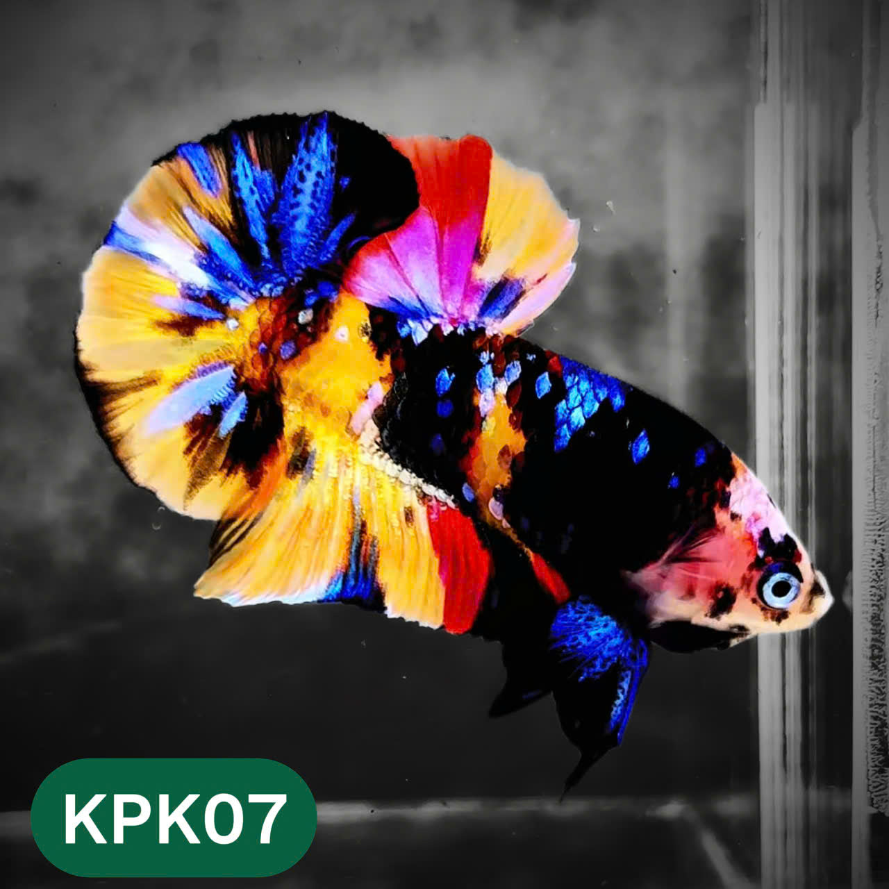 Multicolor Plakat Male Betta Fish |Show Grade|  You Pick Fish