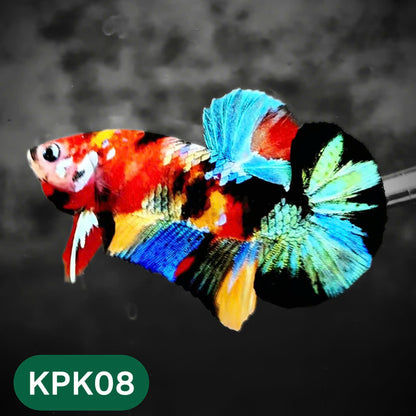 Multicolor Plakat Male Betta Fish |Show Grade|  You Pick Fish