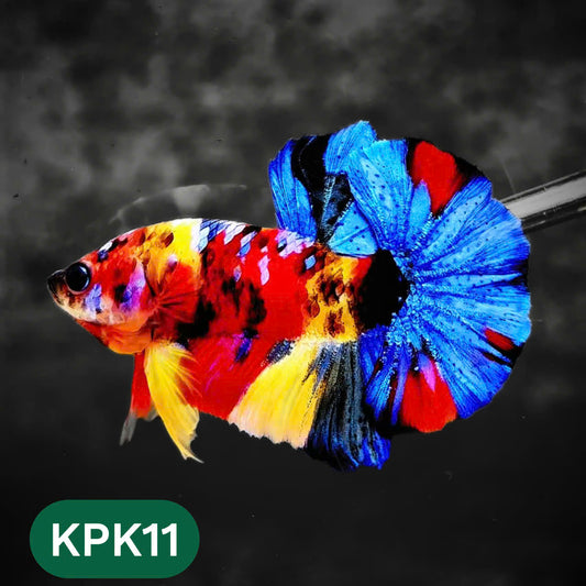 Multicolor Plakat Male Betta Fish |Show Grade|  You Pick Fish