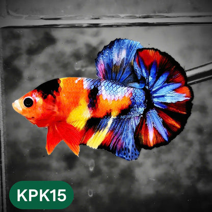 Multicolor Plakat Male Betta Fish |Show Grade|  You Pick Fish
