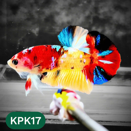 Multicolor Plakat Male Betta Fish |Show Grade|  You Pick Fish