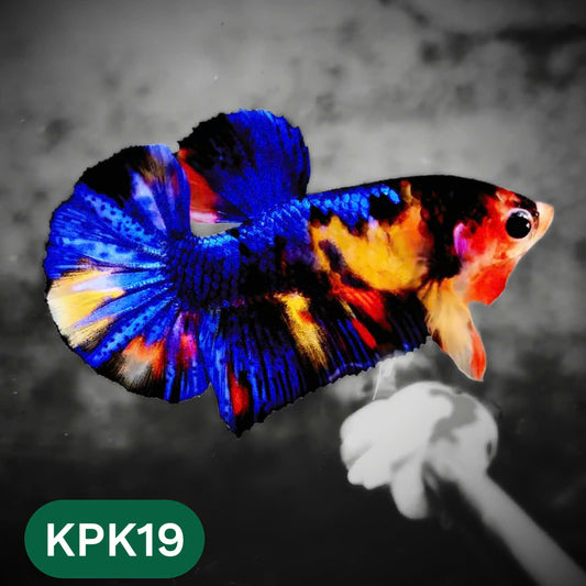 Multicolor Plakat Male Betta Fish |Show Grade|  You Pick Fish