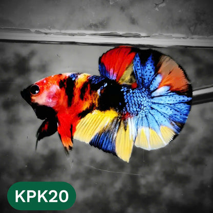 Multicolor Plakat Male Betta Fish |Show Grade|  You Pick Fish