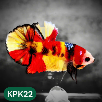 Multicolor Plakat Male Betta Fish |Show Grade|  You Pick Fish