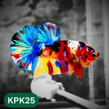 Multicolor Plakat Male Betta Fish |Show Grade|  You Pick Fish