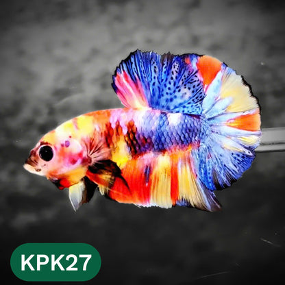 Multicolor Plakat Male Betta Fish |Show Grade|  You Pick Fish