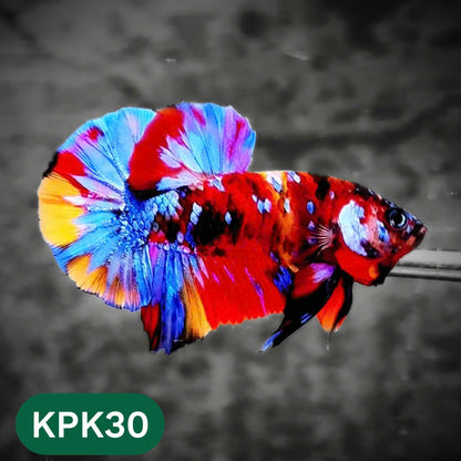 Multicolor Plakat Male Betta Fish |Show Grade|  You Pick Fish