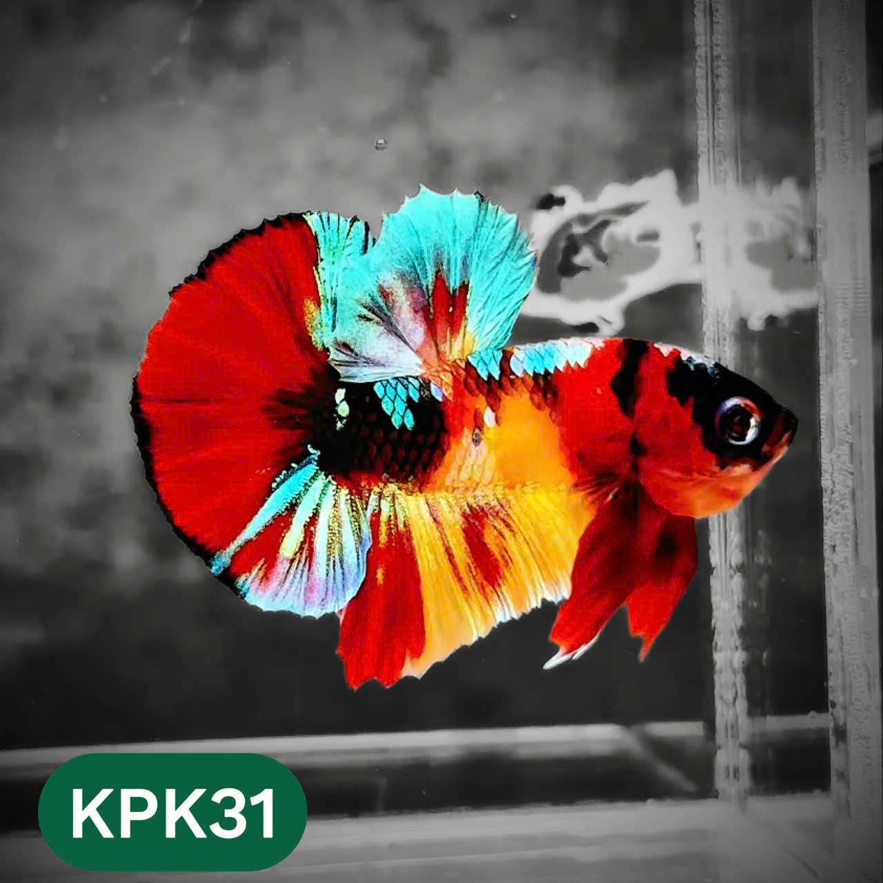 Multicolor Plakat Male Betta Fish |Show Grade|  You Pick Fish