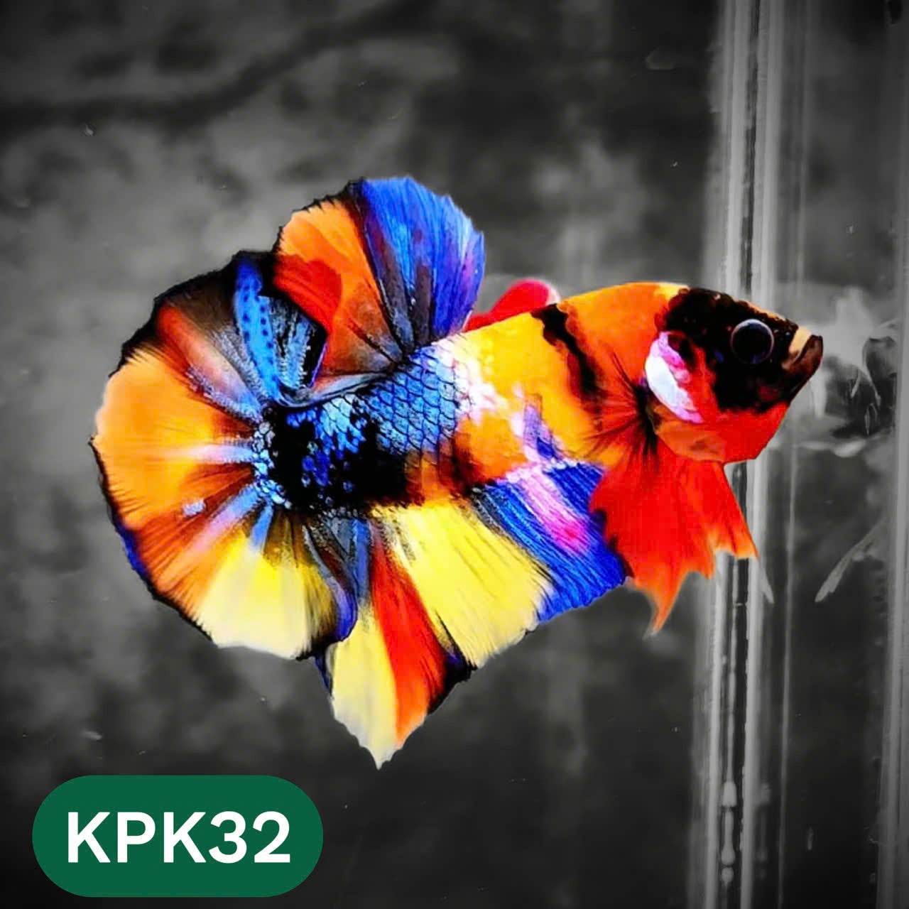 Multicolor Plakat Male Betta Fish |Show Grade|  You Pick Fish
