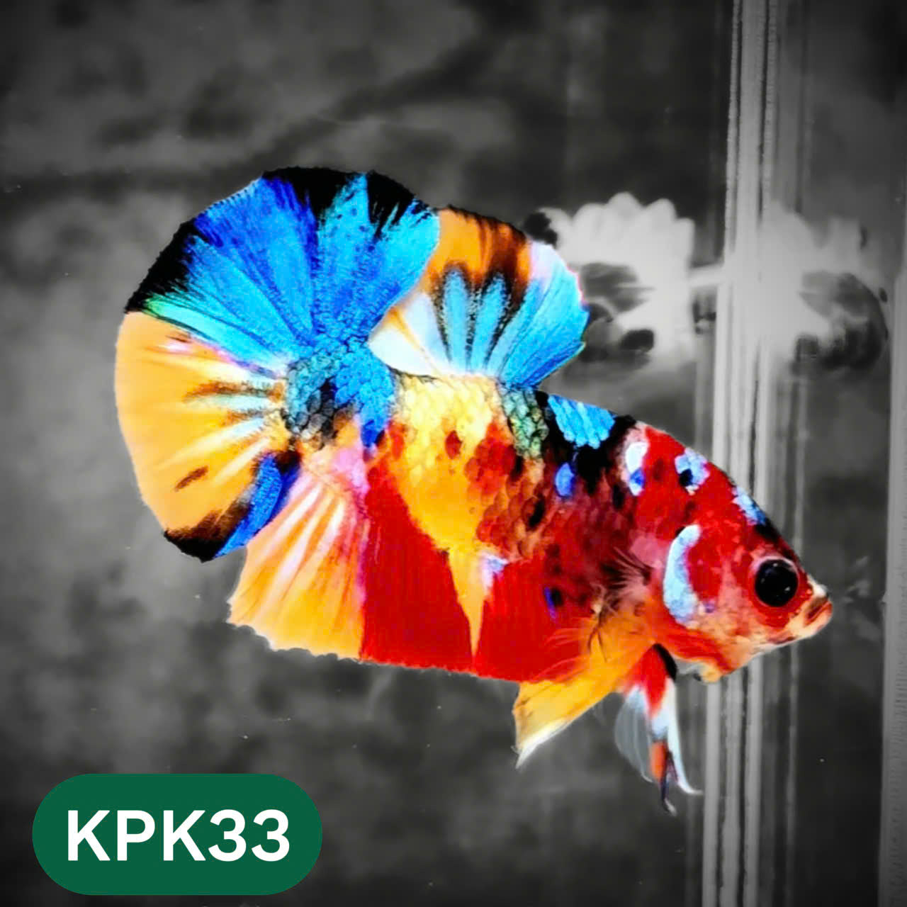 Multicolor Plakat Male Betta Fish |Show Grade|  You Pick Fish