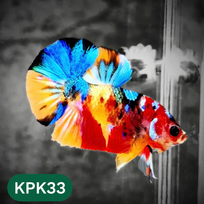 Multicolor Plakat Male Betta Fish |Show Grade|  You Pick Fish